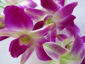 fleurs d'orchidée YVA Océan Indien
